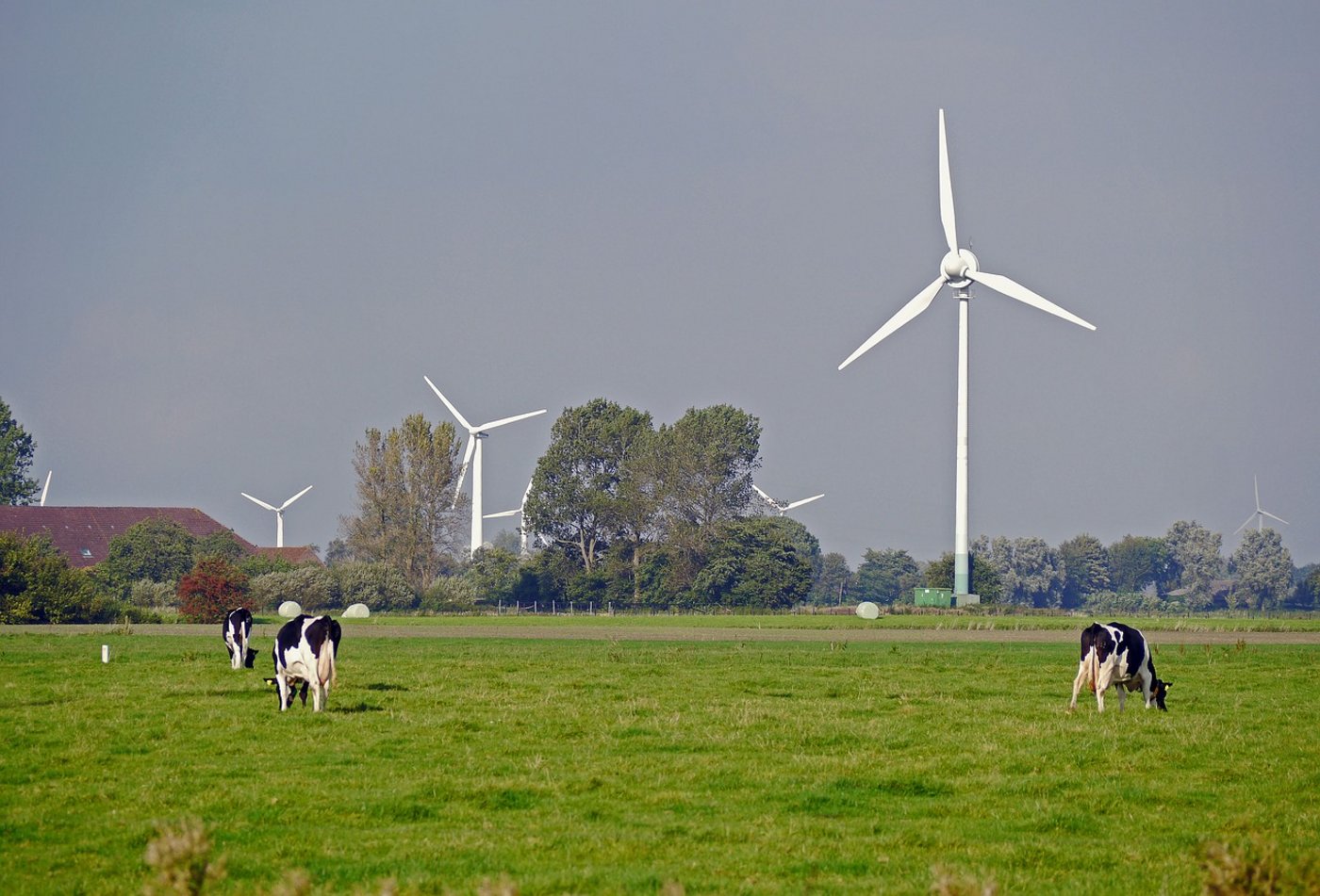 Kuhweide in Ostfriesland. (Bild Pixabay)