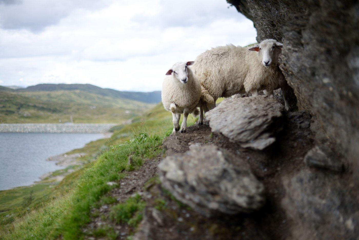 Schafe in Norwegen: Zu deren Haltung sind die Regeln zur EU unterschiedlich. (Bild Pixabay)