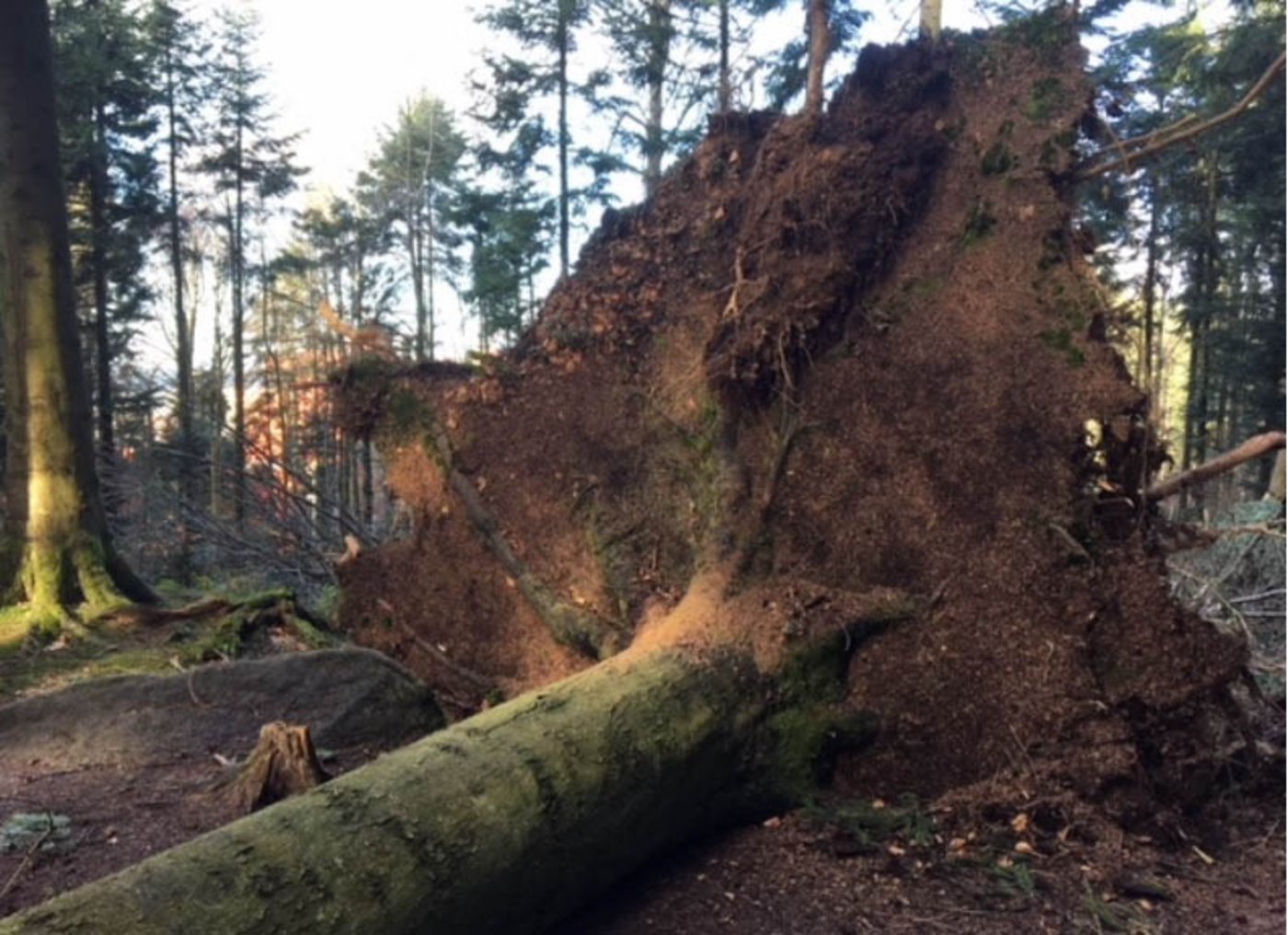 Bis die Schäden im Wald behoben sind (Bild aus Meggen) wird es länger dauern. (Bild Josef Scherer) 
