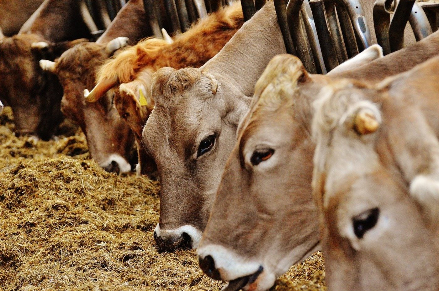 Mindestens 40 Prozent der Tierwohlkontrollen könnten künftig unangemeldet stattfinden. (Bild Pixabay)