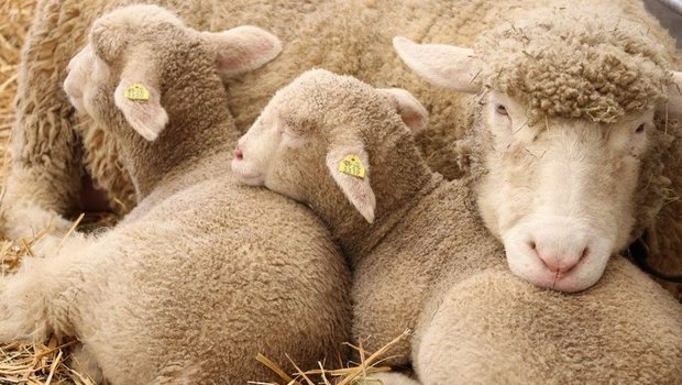 Schafe werden sowohl von Hobby- als auch professionellen Haltern geschätzt und liefern Fleisch, Milch und Wolle. (Bild rae/BauZ)