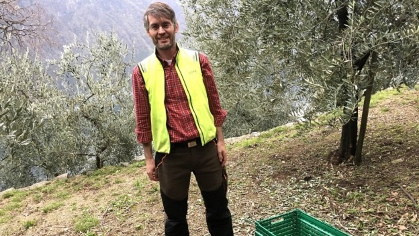 Er baut die Früchte in der Schweiz an: Olivenbauer Massimo Pedrazzini im Olivenhain oberhalb von Lugano. (Bild SRF)