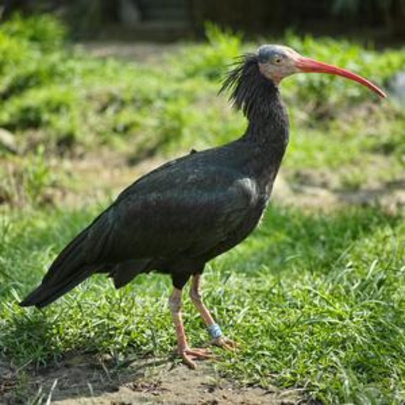 Waldrappe sind etwa gänsegross. (Bild Robert F. Tobler)
