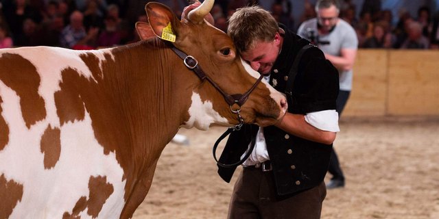 Die Viehzucht bringt die Emotionen an die BEA nach Bern. In den Ställen warten wunderbare Kühe auf einen Auftritt anlässlich einer Ausstellung. An die BEA 2021 werden sie nicht gehen können. Sie ist abgesagt. (Bild Bernexpo)