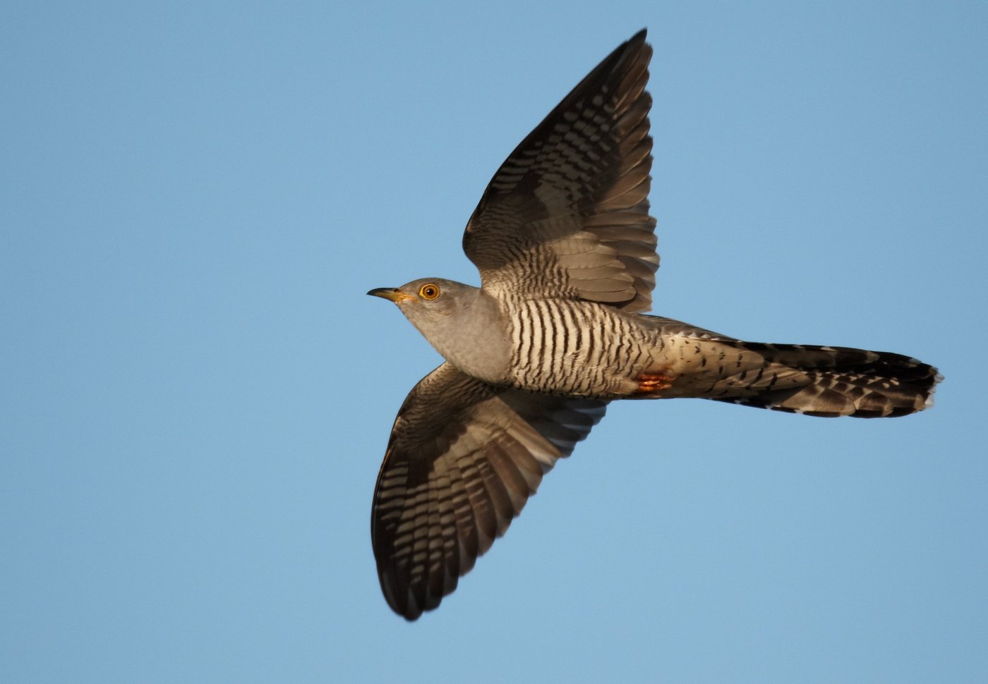 Der Ruf des Kuckuckweibchens gleicht dem eines Sperbers. (Bild Wikimedia)