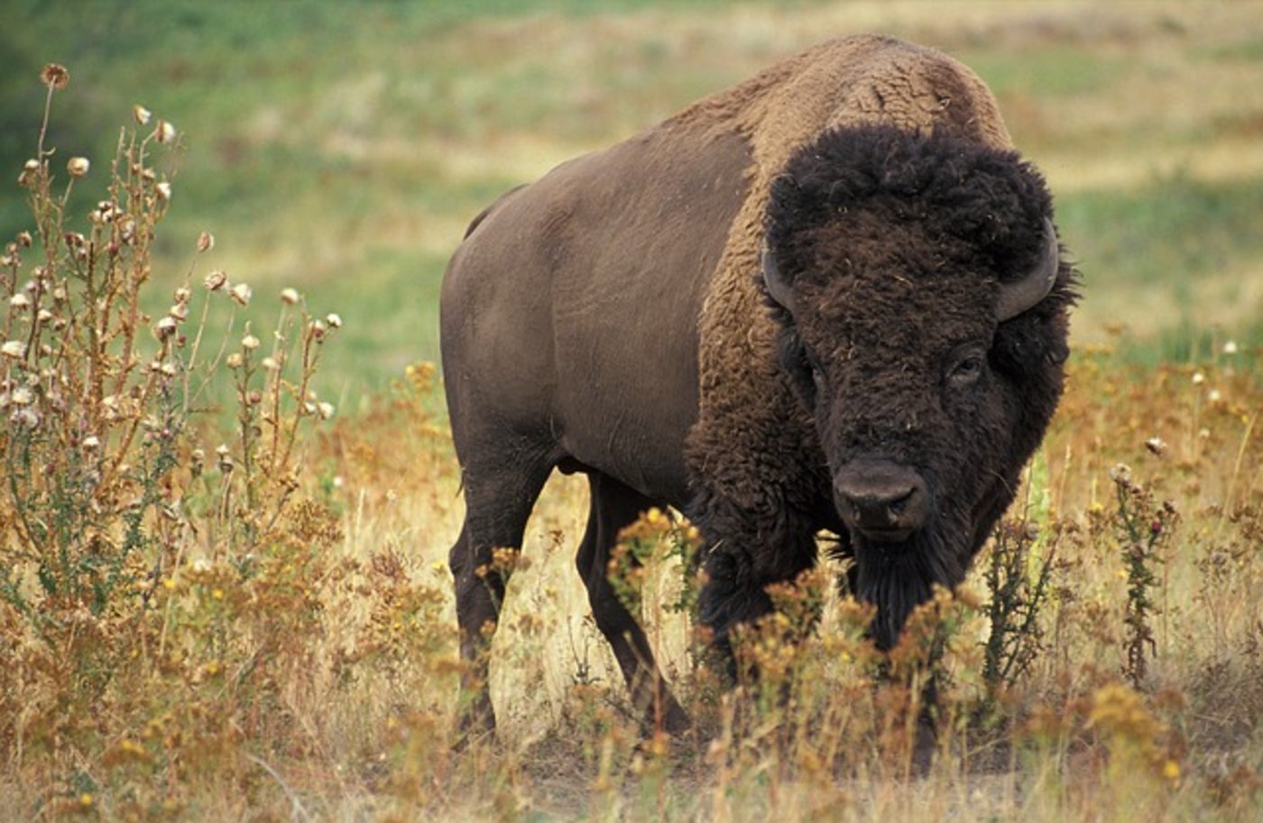 Bisons sind nicht die neuen Kühe, aber ihr Fleisch ist beliebt. (Bild Pixabay)