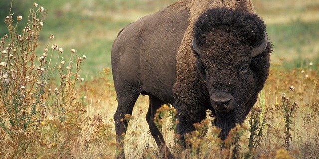 Bisons sind nicht die neuen Kühe, aber ihr Fleisch ist beliebt. (Bild Pixabay)