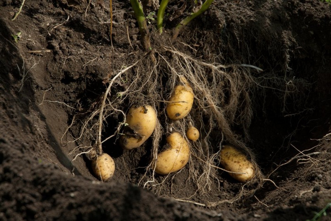 Der kühle Mai machte den Kartoffelproduzenten zu schaffen. (Bild Adobe Lars Brodde)