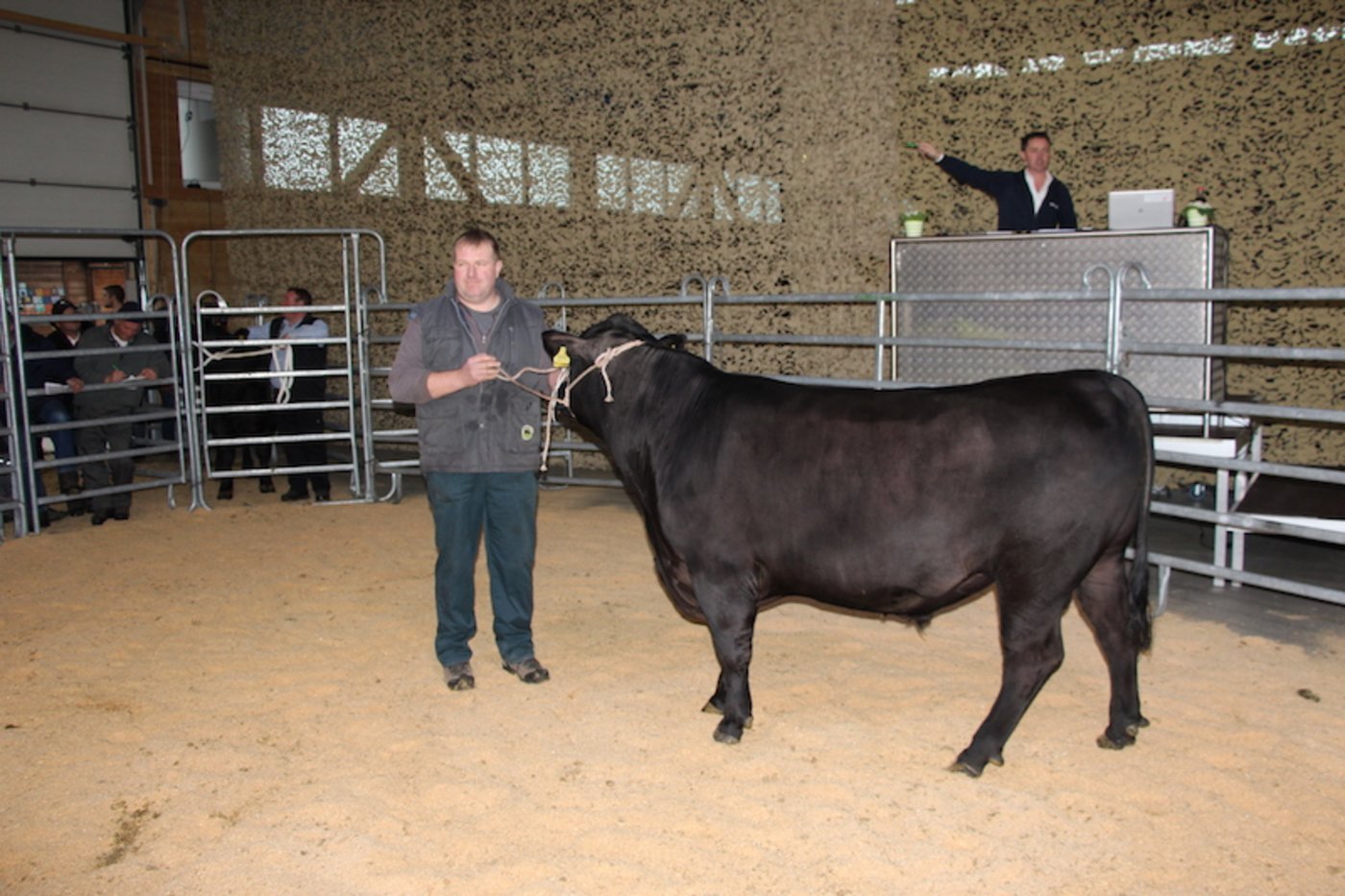 Der Angusstier Sunhill Tyson vom Züchter Stefan Siegenthaler aus Fribourg war mit 8500 Franken der teuerste Stier des Tages. Käufer war Swissgenetics. (Bild Hans Rüssli)