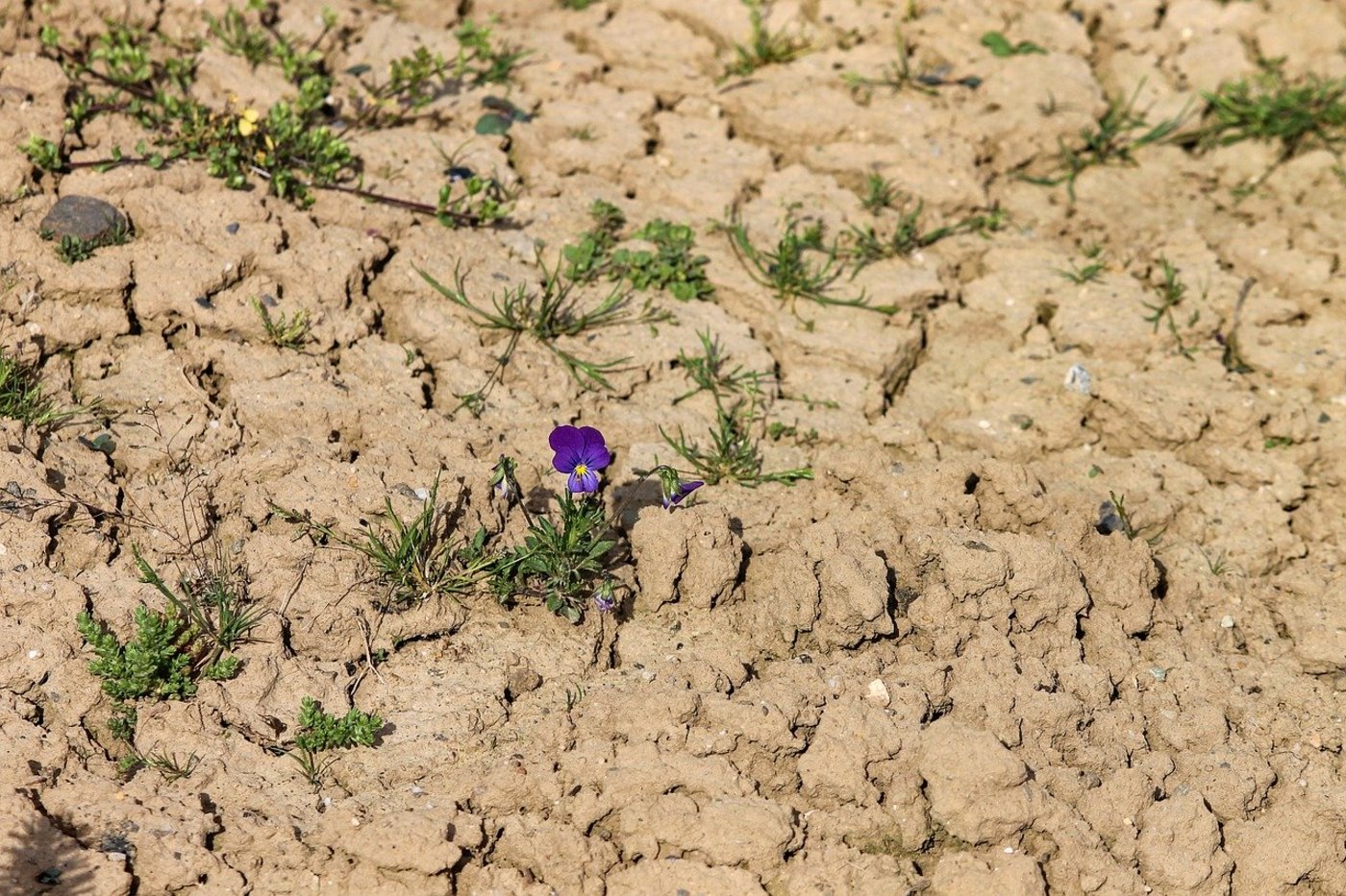 Verlängerte Vegetationszeit und anhaltende Hitze führen zu einer zunehmenden Sommertrockenheit – der Klimawandel ist also schon längst auch in der Schweiz spürbar. (Bild Pixabay)