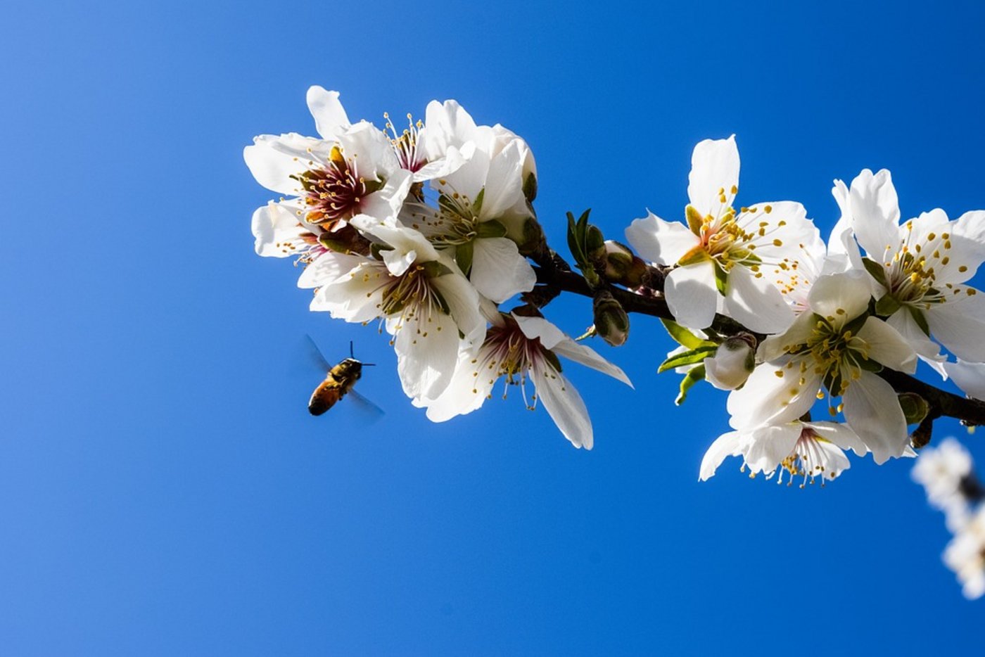Eine Biene beim Bestäuben eines Mandelbaums. (Bild Pixabay)