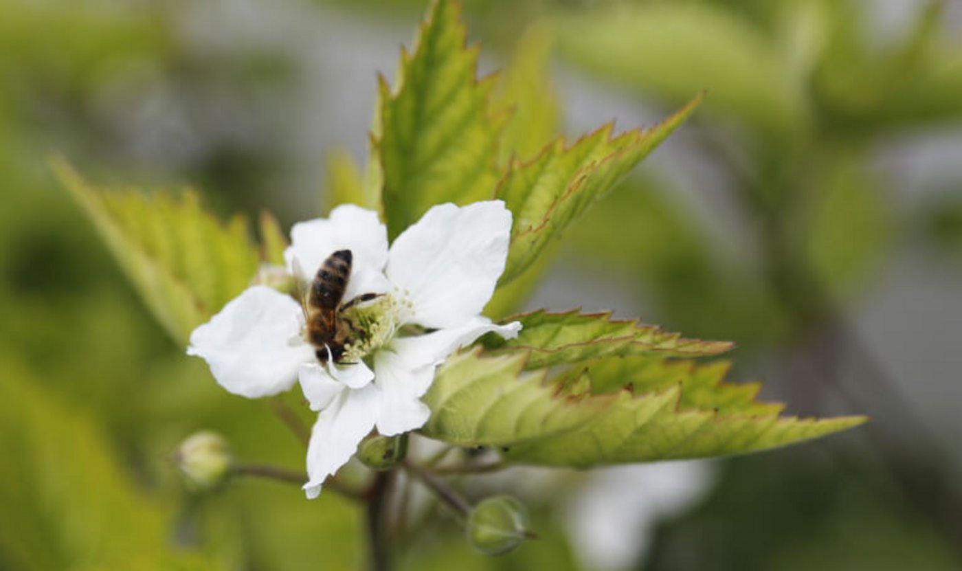 Klöckner will auch, dass die Risikobewertung von Pflanzenschutzmitteln zum Schutz der Insekten so rasch als möglich an den aktuellen Stand von Wissenschaft und Technik angepasst wird. (Bild lid/ji)