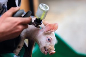Chirurgische Ferkelkastration, Immunokastration oder Ebermast? Eine Übersicht Die chirurgische Ferkelkastration ist in der Schweiz Standard. (Bild: «die grüne» / Peter Röthlisberger)
