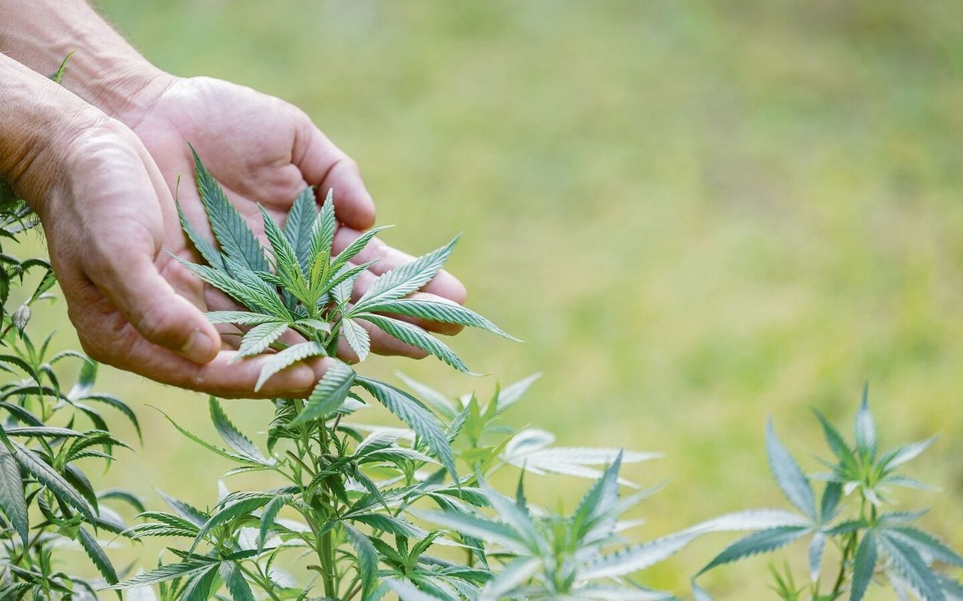 Hanf ist eine hoch potente Heilpflanze. Medikamente mit dem Wirkstoff THC sind bewilligungspflichtig, Hanf mit tiefem THC-Gehalt darf hingegen legal angebaut werden.  