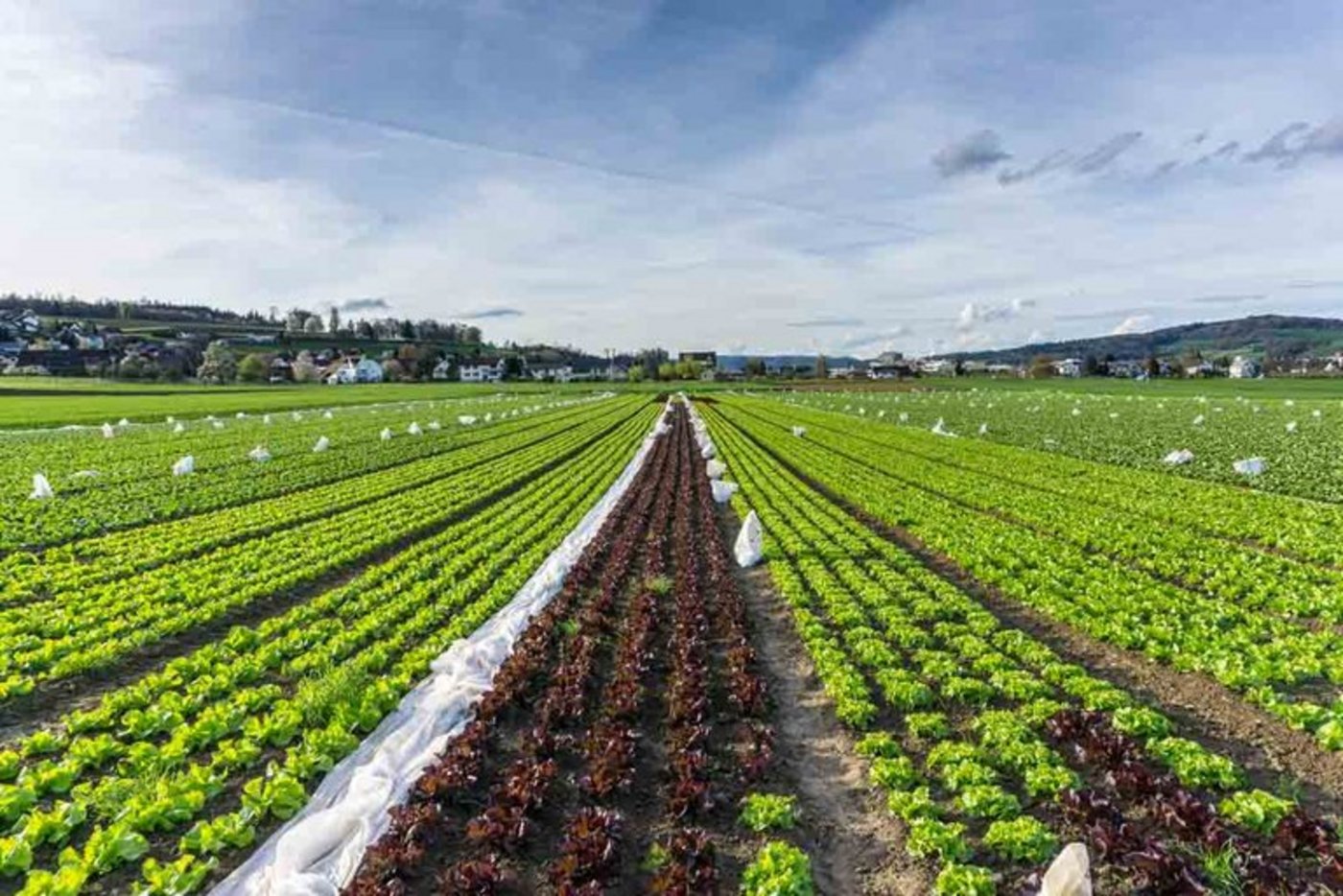 Der Verband der Schweizer Früchte-, Gemüse und Kartoffelhändler empfiehlt, die Fair-Food-Initiative und Ernährungssouveränitäts-Initiative abzulehnen. (Bild Christian Wohler/landwirtschaft.ch)