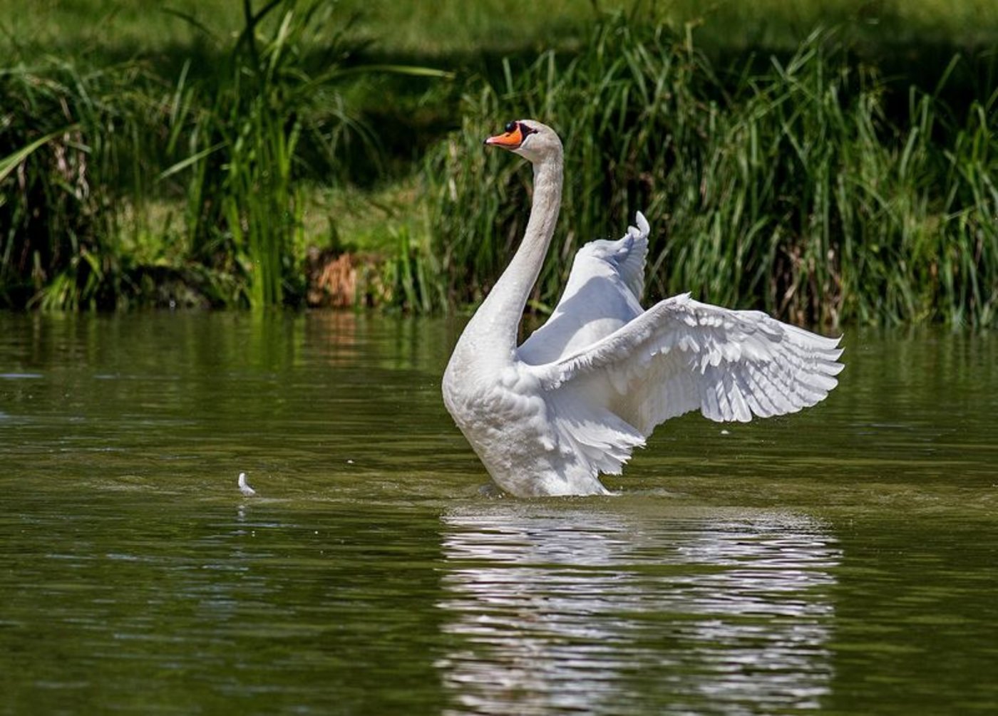 Die Vogelgrippe breitet sich seit einiger Zeit in Europa aus. (Bild Pixabay)