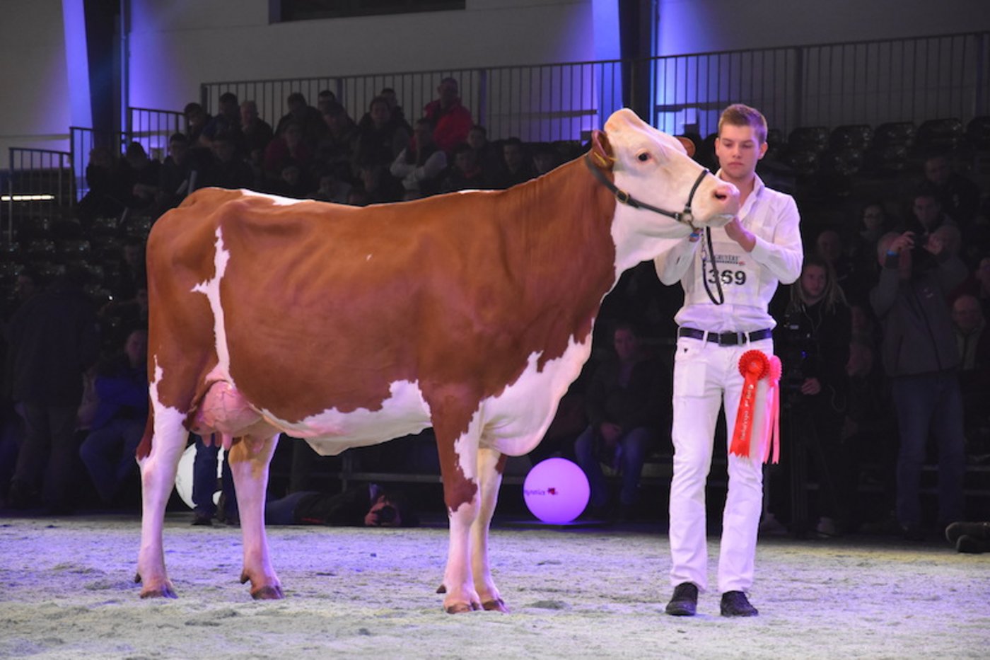 Die wunderschöne Grande Championne: Grande Championne Gedeon Gitane von Michel Chaubert aus Puidoux VD. (Bilder jb)