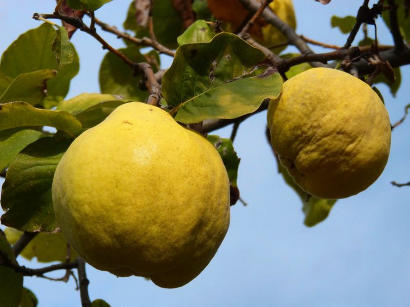 Eine schwer zugängliche Frucht hat jetzt in der Schweiz wieder Saison: die Quitte. (Bild pixabay)