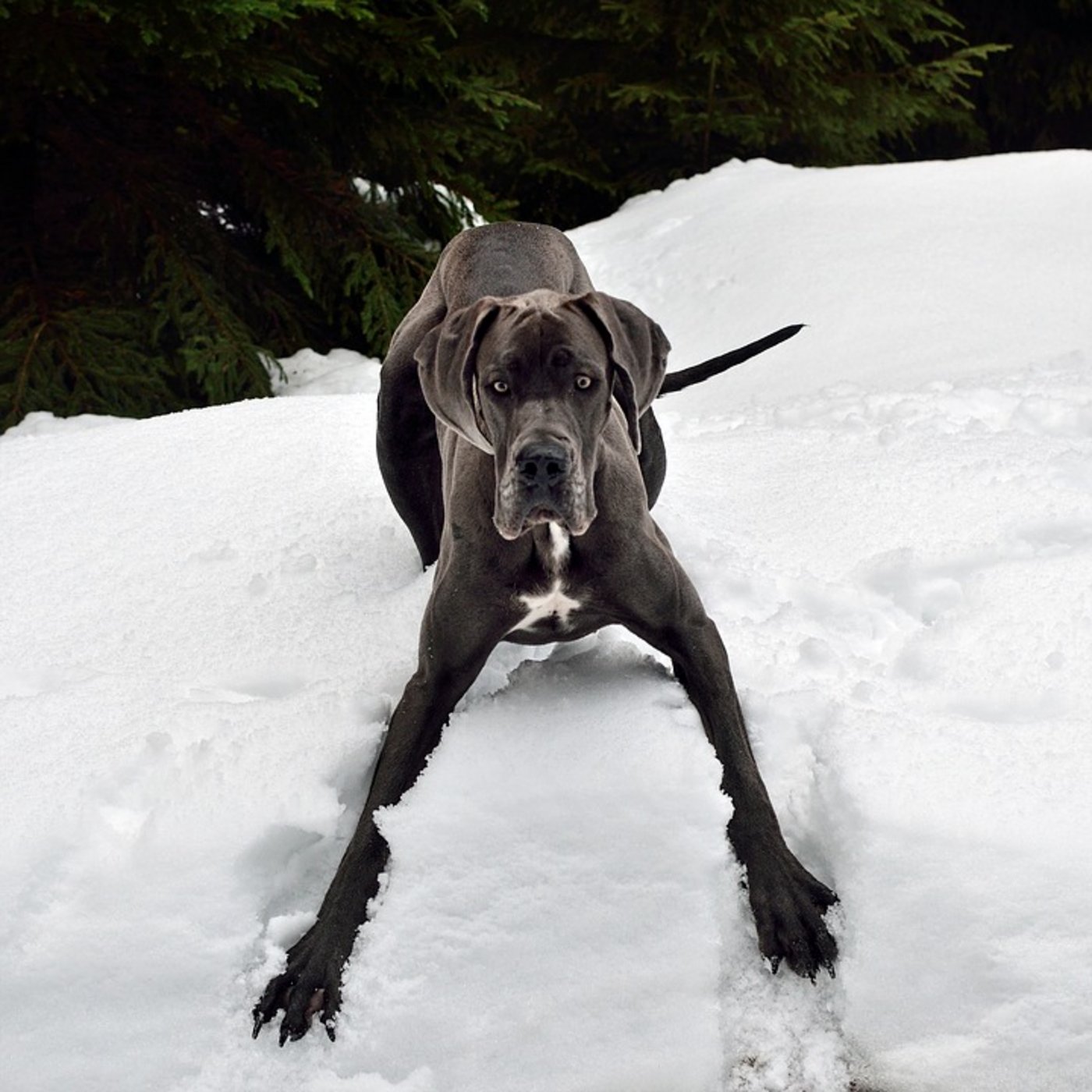 Zürich hat eines der schärfsten Hundegesetze der Schweiz: Neben der Ausbildungspflicht für grosse Hunde (im Bild eine Deutsche Dogge) enthält es auch ein Verbot von gewissen Hunderassen. (Symbolbild Pixabay)