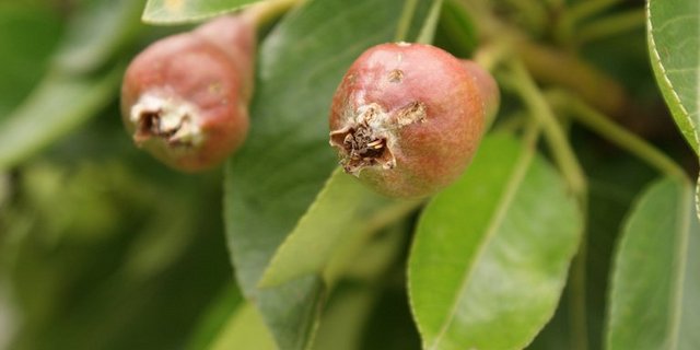 Um die betroffenen Versicherten rasch zu unterstützen, werden die Schadenexperten in den kommenden Tagen mit der Schadenserhebung starten, heisst es bei Hagel Schweiz. (Symbolbild/Armin Staub/landwirtschaft.ch) 