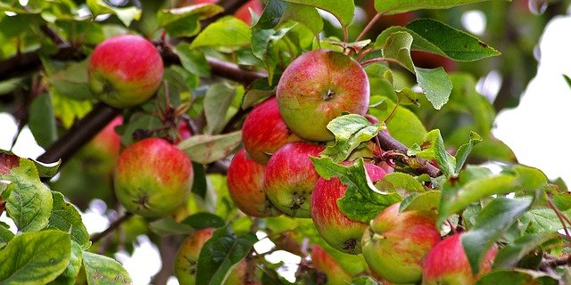 Die effektiv geernteten Mengen Mostäpfel entsprechen 69 Prozent der Ernteschätzung. (Symbolbild Pixabay)