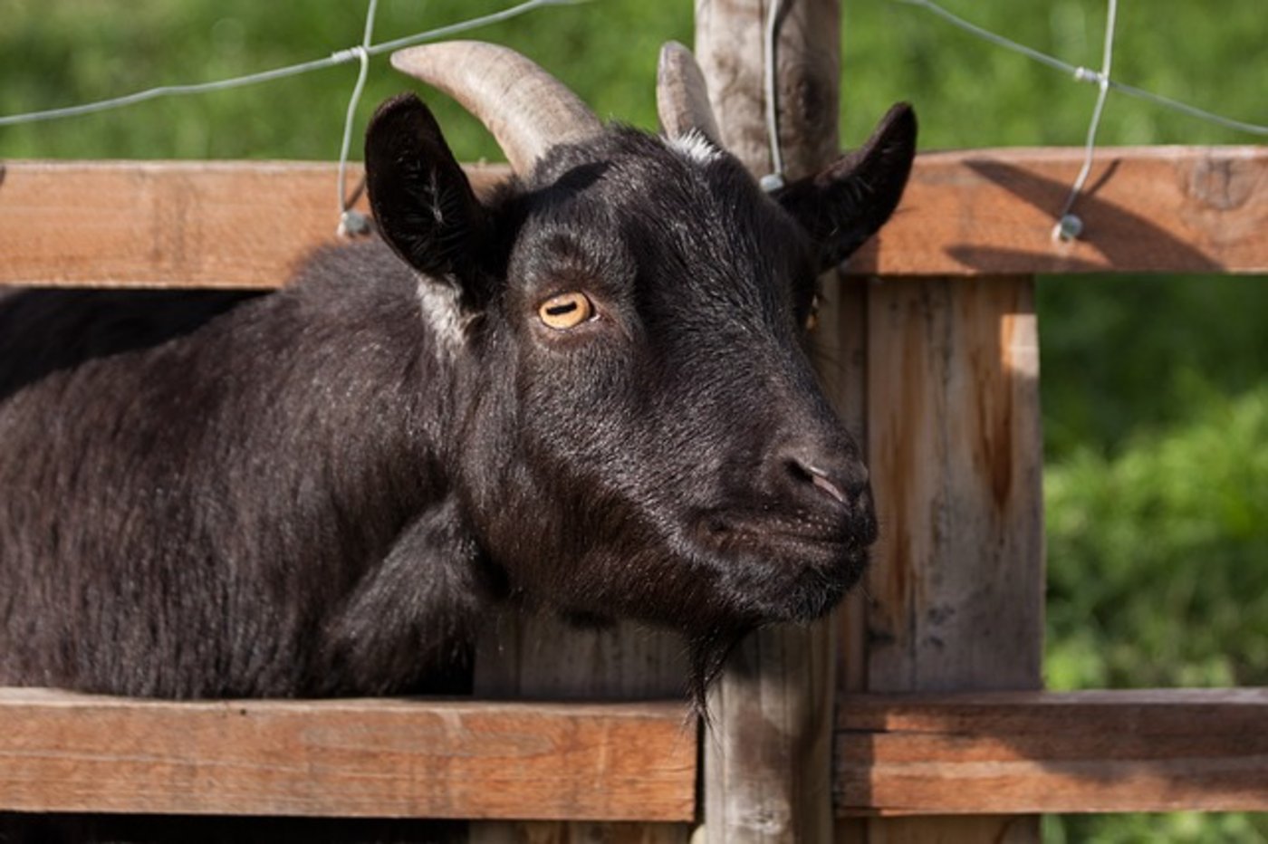 Die Aktivistinen fühlten sich verpflichtet, das Gesetz zu brechen, um die Tiere zu retten. (Symbolbild Pixabay)