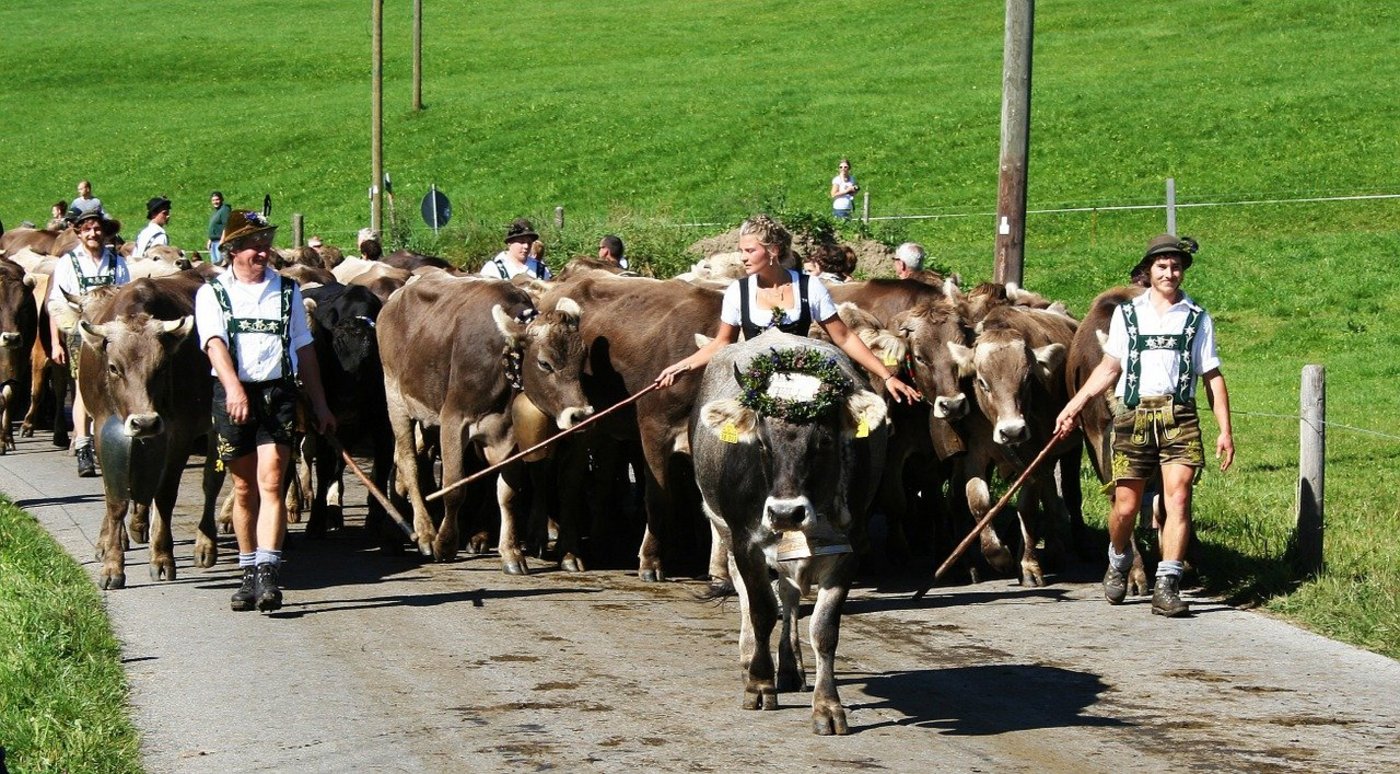 Alpabtrieb in Bayern: Dem agrarpolitischen Sprecher der AfD schwebt idealerweise eine «kleinräumliche, familiäre Landwirtschaft» vor. (Bild Pixabay)