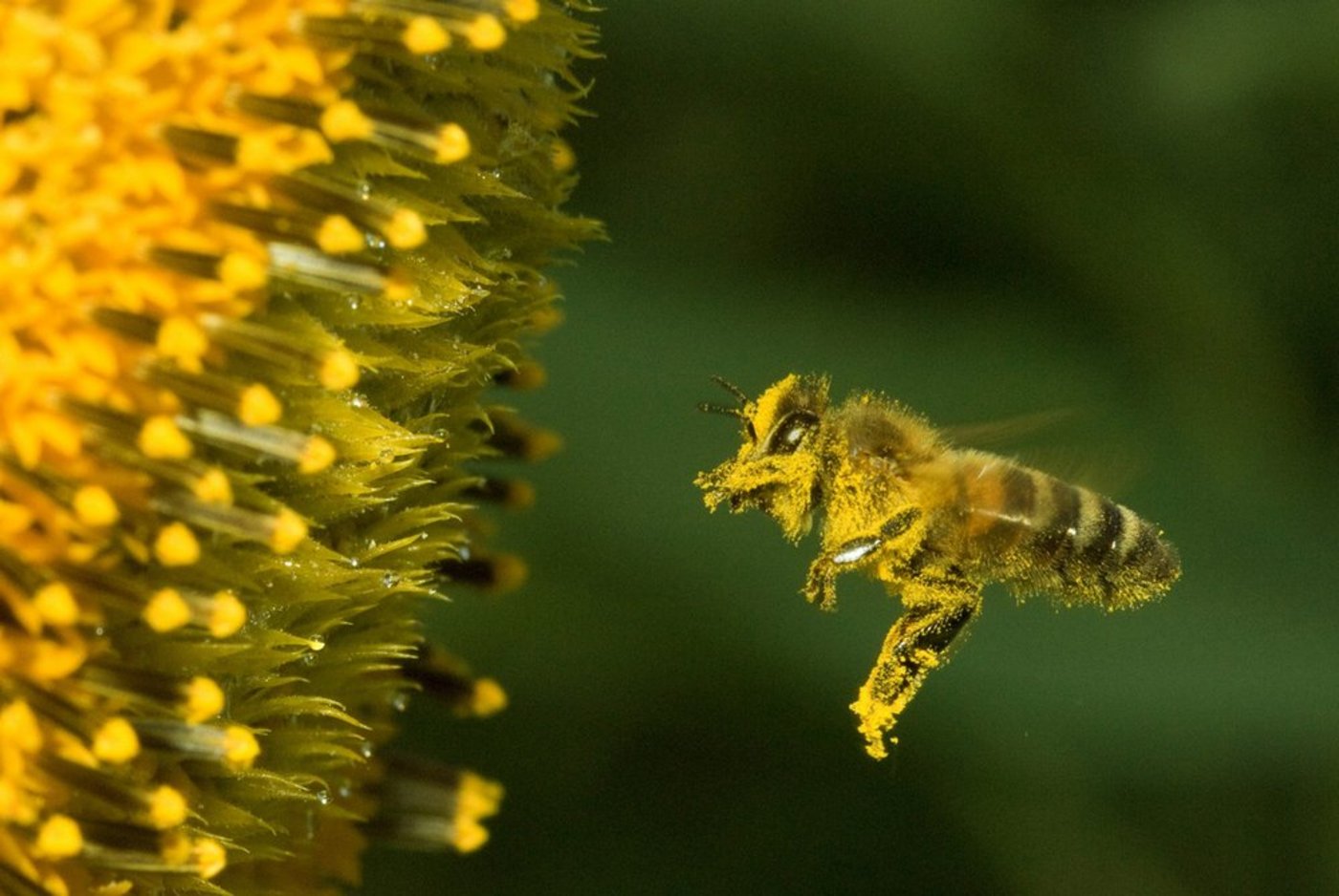 Am 20. Mai ist der Weltbienentag. (Bild SBV)