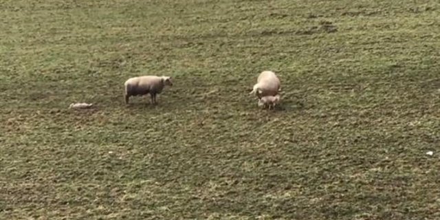 Ein Bauer aus Kölliken AG soll ein schwaches Lamm nach der Geburt liegen gelassen haben. (Bild Screenshot 20 Minuten) 