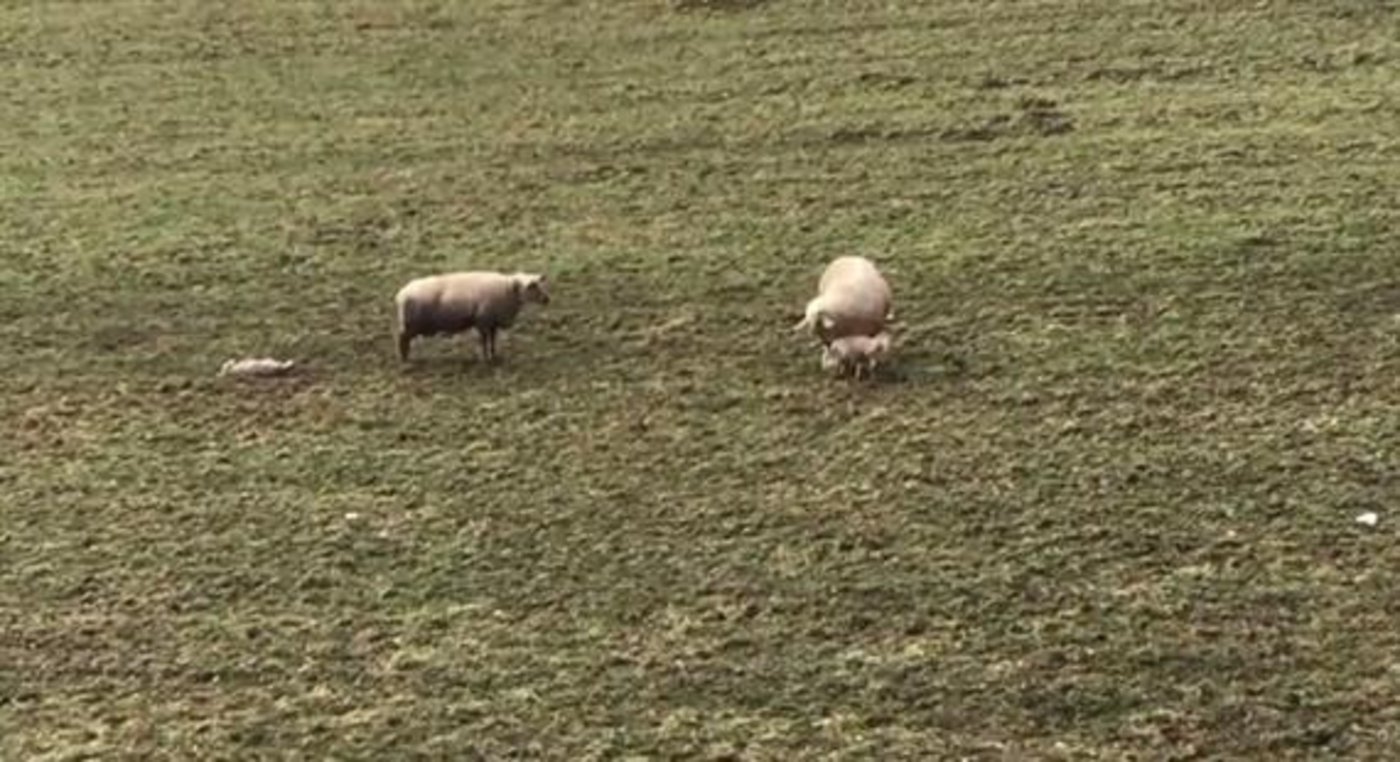 Ein Bauer aus Kölliken AG soll ein schwaches Lamm nach der Geburt liegen gelassen haben. (Bild Screenshot 20 Minuten) 