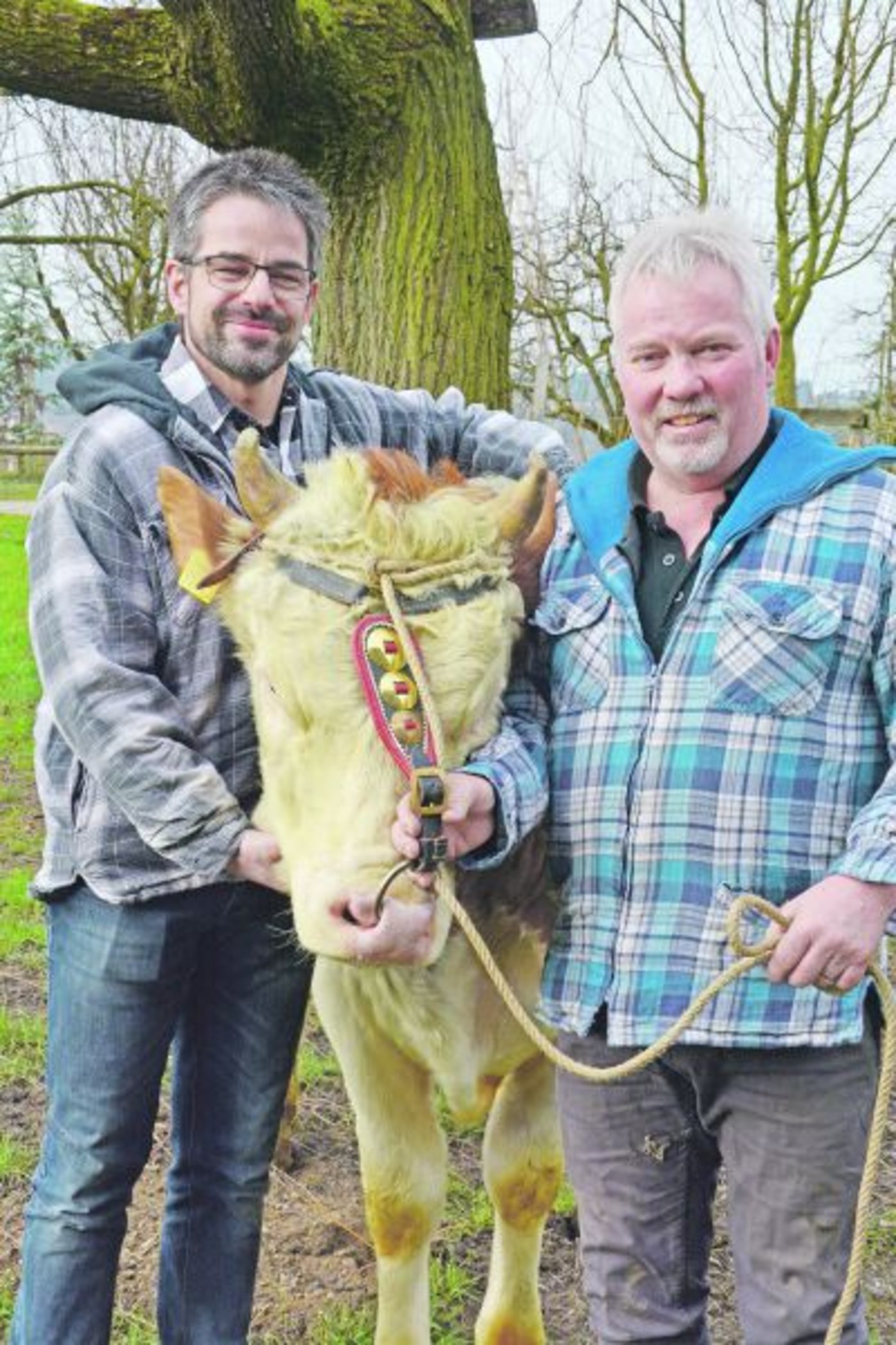 Ruedi Heiniger (links) hat Stier Hermon gezüchtet. Heute steht er im Stall von Michael Zbinden.  Die beiden teilen aber weit mehr als die Freude an der Viehzucht. (Bild sb))