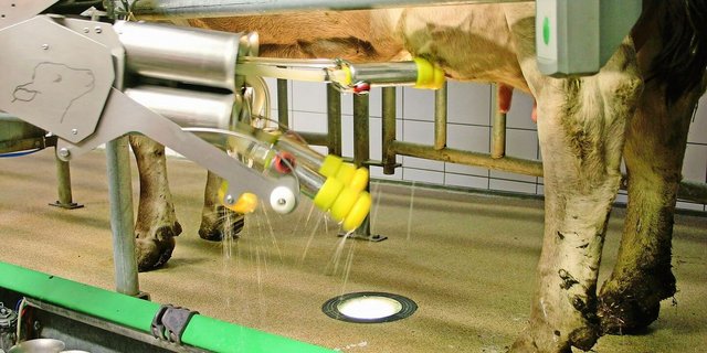 Bald schon Standard: Rund 1800 Betriebe haben bereits einen Melkroboter und profitieren von der Automatisierung.