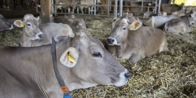 Es ist noch nicht alles in Butter, aber insgesamt ist die Marktlage auch bei der Industriemilch wie in diesem Stall im Moment relativ entspannt. (Bild Gian Vaitl/«die grüne»)