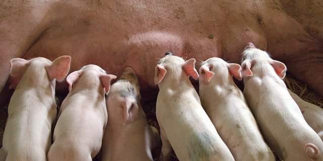 Schweinezüchter werden dringend dazu aufgerufen, ihre Bestände an Zuchtsauen zu reduzieren. (Bild Pixabay)