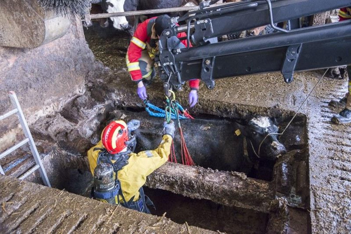 Mit einem Tierhebenetz konnten die Feuerwehrleute die Kühe aus der Jauchegrube befreien. (Bild Berufsfeuerwehr Bern)