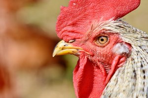 Vogelgrippe: So erkennen Sie Symptome Die Vogelgrippe verläuft bei Geflügel oft tödlich. (Bild Pixabay)