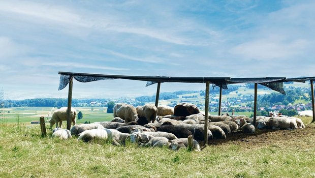 Herdentiere wie Schafe bevorzugen es, gemeinsam den Schatten aufzusuchen. Unter künstlichen Schattenspendern ist Luftzirkulation wichtig.  