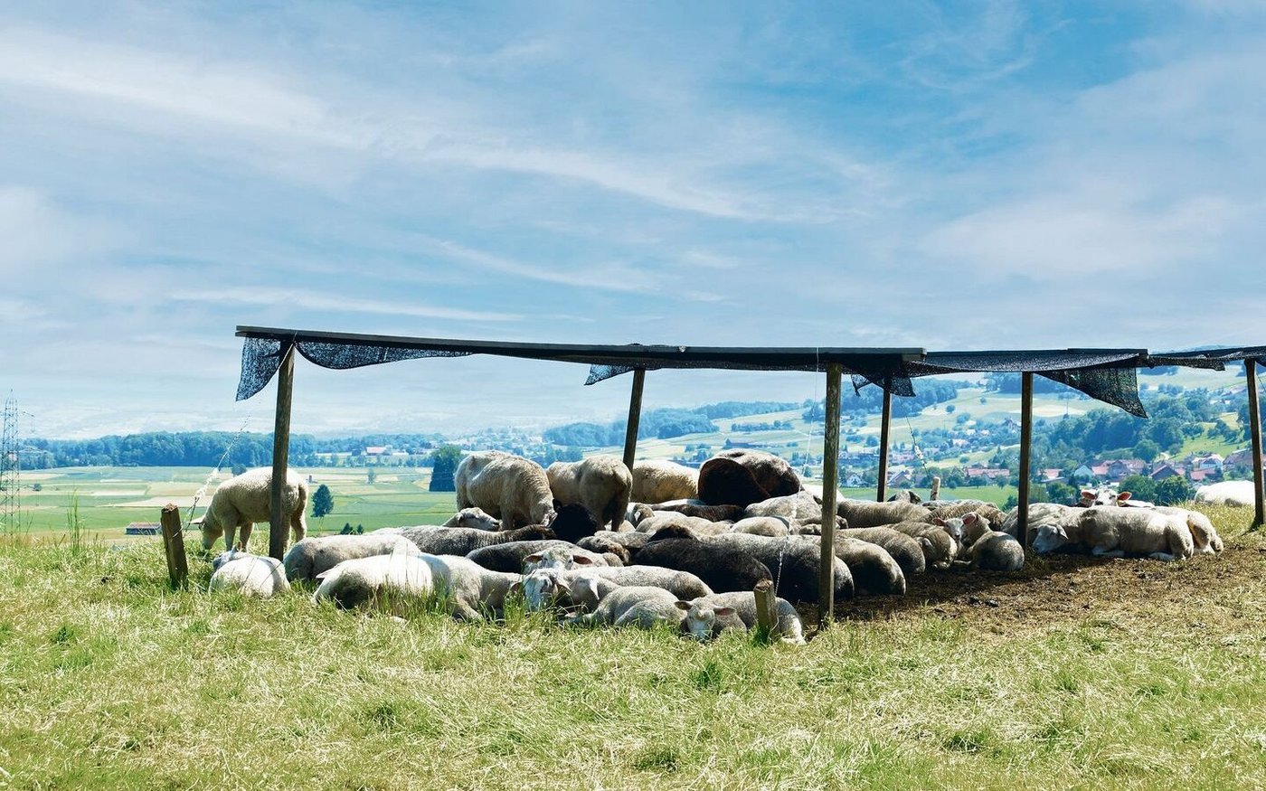 Herdentiere wie Schafe bevorzugen es, gemeinsam den Schatten aufzusuchen. Unter künstlichen Schattenspendern ist Luftzirkulation wichtig.  