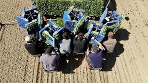 Die Pflanzkosten für Zuckerrüben sind hoch, die Investitionen scheinen sich aber zu lohnen. (Bild Thomas Alföldi / FiBL)