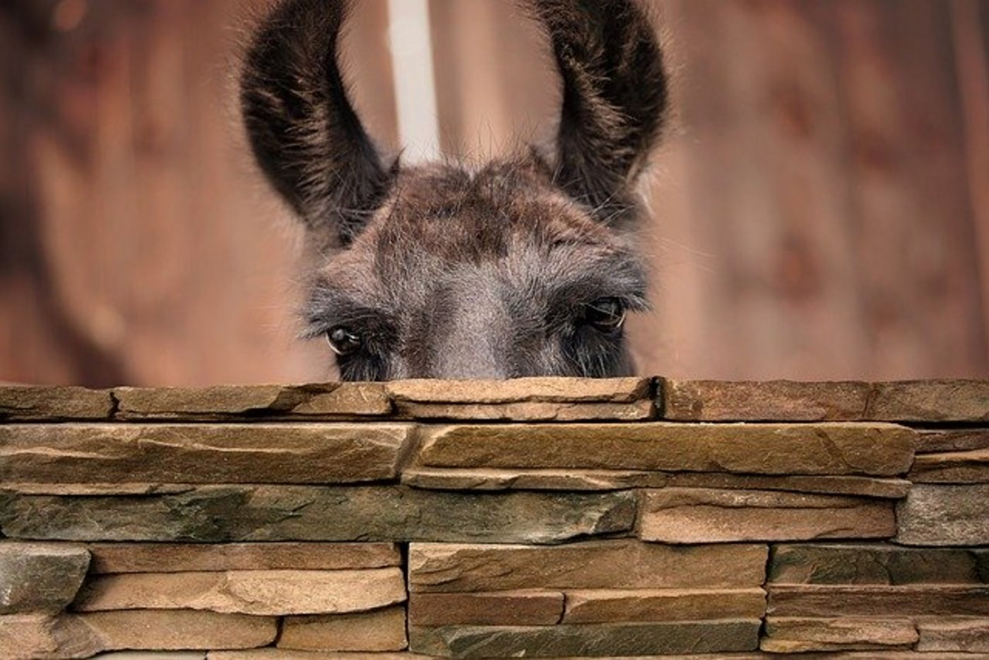 Der Landwirt ist dem Jäger nicht böse, es könne schon mal passieren, dass man die Tiere verwechselt. (Symbolbild Pixabay)