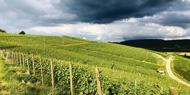 Dunkle Wolken während der Blütezeit, aber auch generell: Wegen zu hoher Lager steht die Weinwirtschaft gegenwärtig gewaltig unter Druck.(Bild zVg)