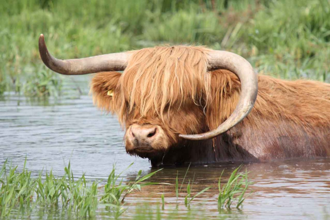 Abkühlung notwendig. (Verena Fitze Eugster/Landwirtschaft.ch)