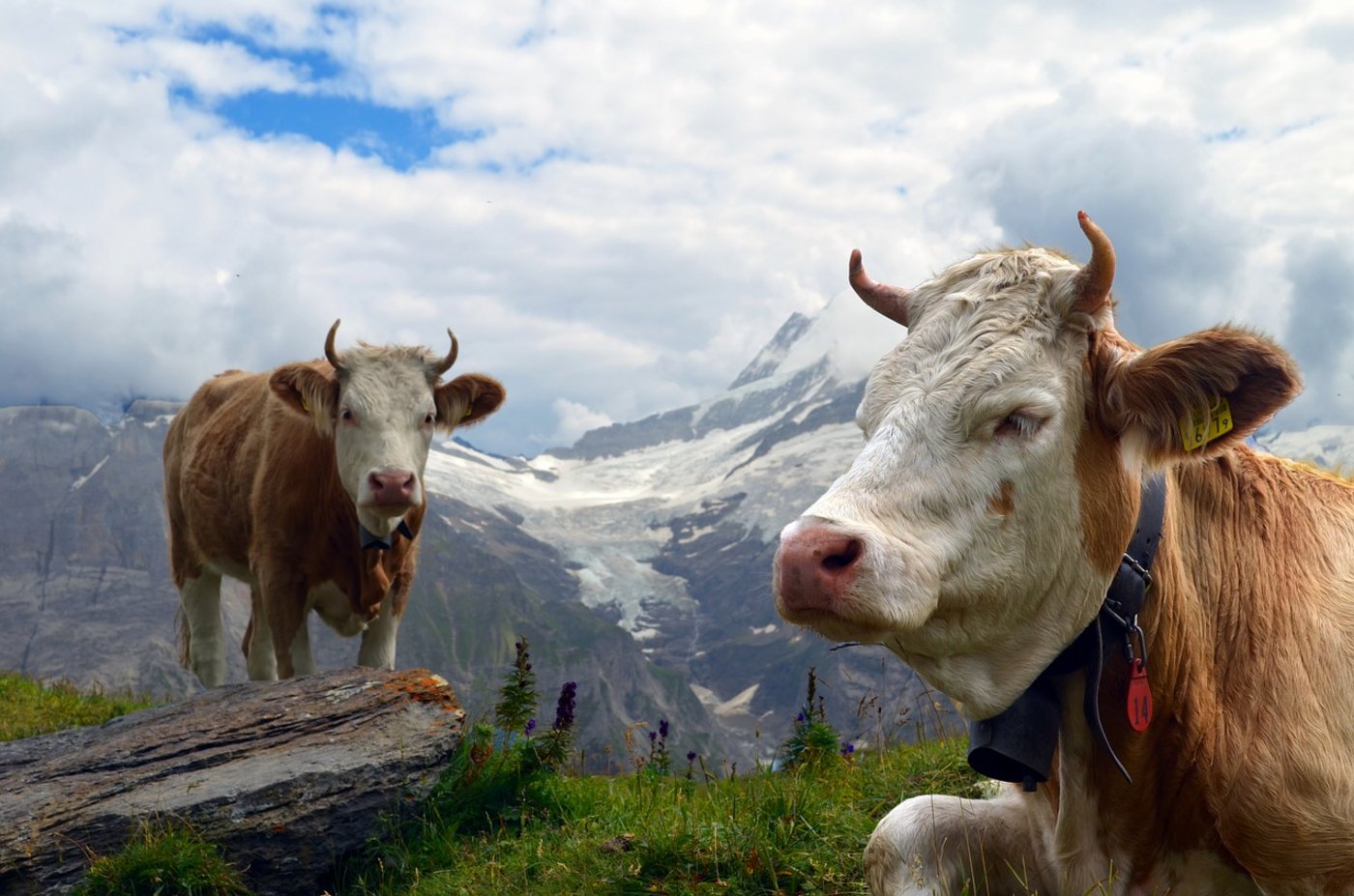 Der Branchenstandard für Schweizer Milch soll die einheimischen Produkte gegenüber der Importware attraktiver machen. Dafür müssen die Produzenten etwas unternehmen – und sie erhalten einen Preisbonus von zwei Rappen. (Bild Pixabay)
