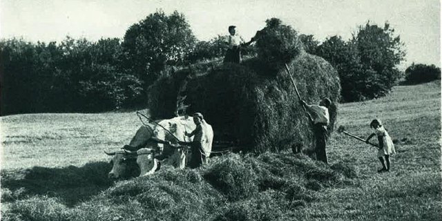 Das Heu wird auf den Brückenwagen geladen. (Bild Bucher-Guyer)