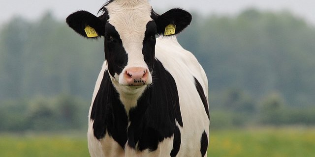 Für das laufende Jahr rechnet der deutsche Holsteinzuchtverband mit einem sich positiv entwickelnden Exportmarkt aus. (Bild Pixabay) 