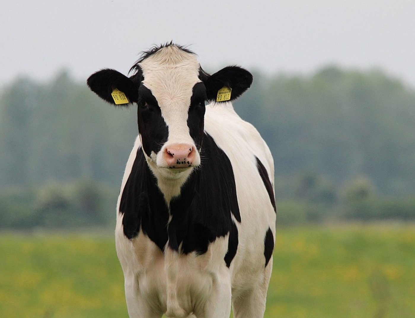Für das laufende Jahr rechnet der deutsche Holsteinzuchtverband mit einem sich positiv entwickelnden Exportmarkt aus. (Bild Pixabay) 