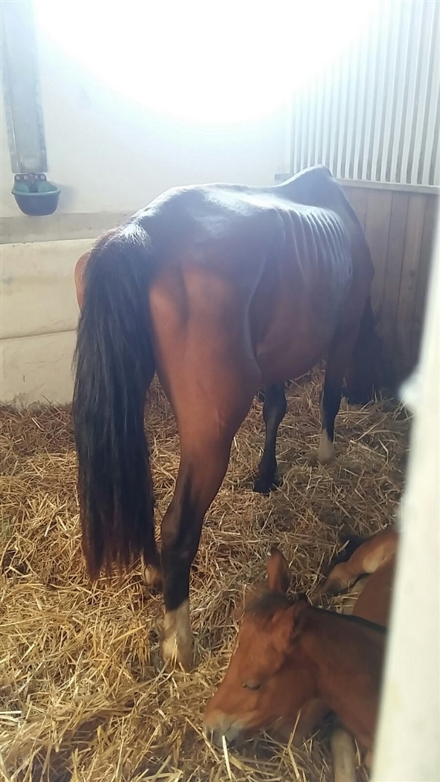 Eine der beschlagnahmten Zuchtstuten vor der Pferdeauktion in Zollikofen. (Bild sb)