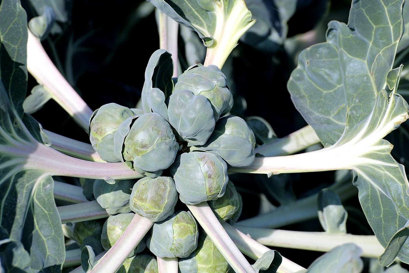Rosenkohl enthält viele Vitamine sowie Magnesium und Eisen. Ausserdem enthält die Pflanze viel Vitamin B1. (Bild Pixabay)