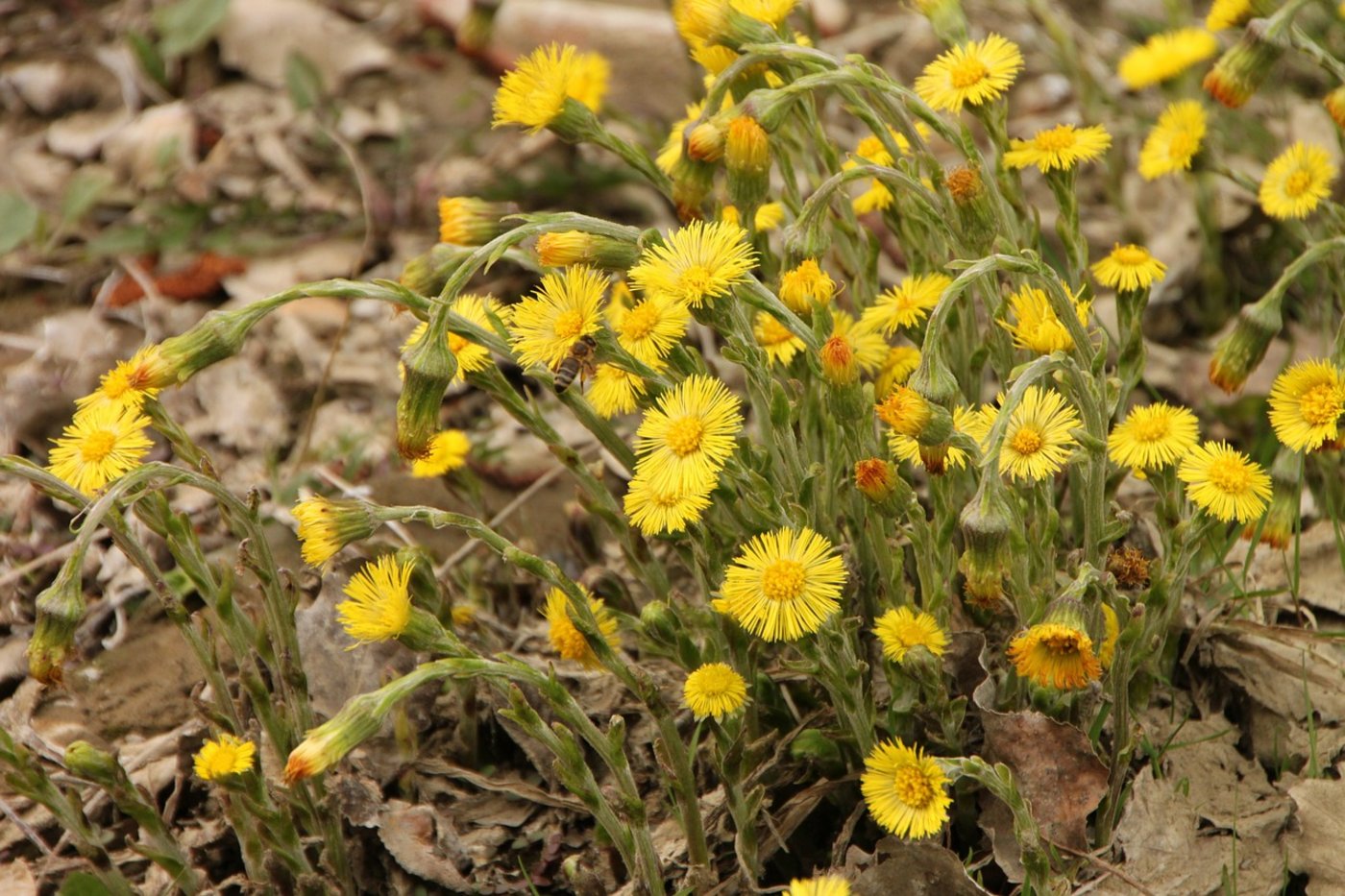 Die Vegetation ist 2020 rund einen Monat verfrüht. Es zeigte sich bereits der erste blühende Huflattich. (Bild Pixabay)