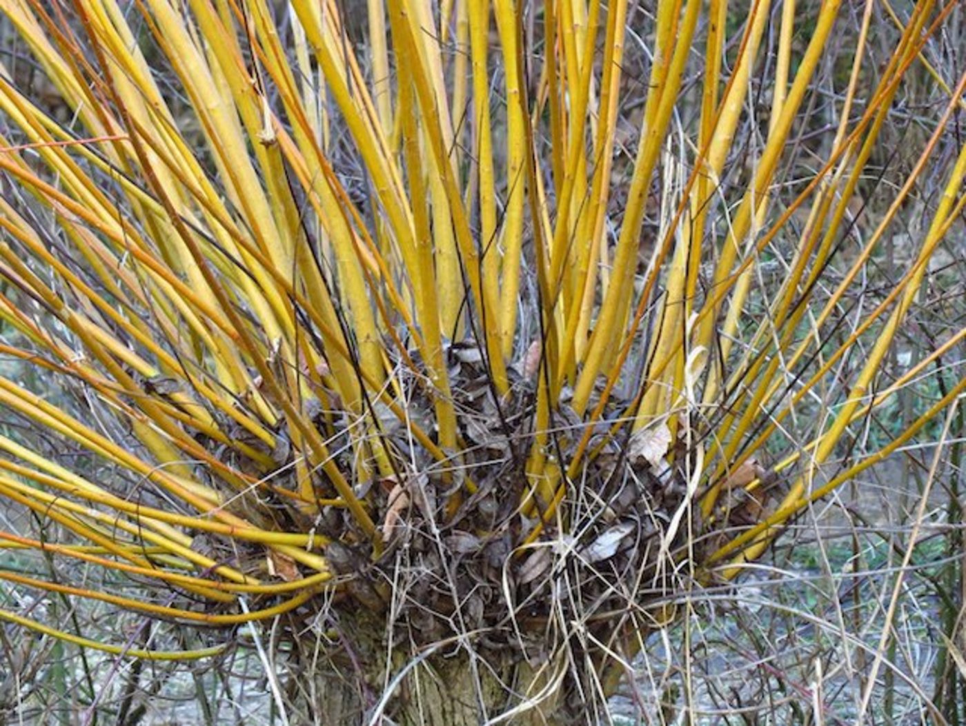 Auch Kopfweiden fördert die Gemeinde. (Symbolbild Pixabay)